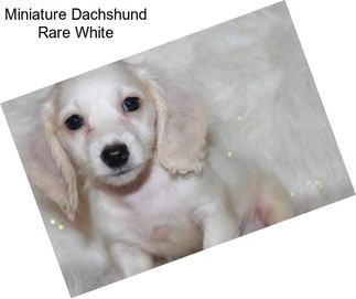 Miniature Dachshund Rare White