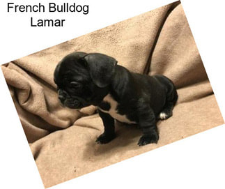 French Bulldog Lamar