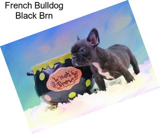 French Bulldog Black Brn