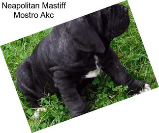 Neapolitan Mastiff Mostro Akc