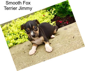 Smooth Fox Terrier Jimmy