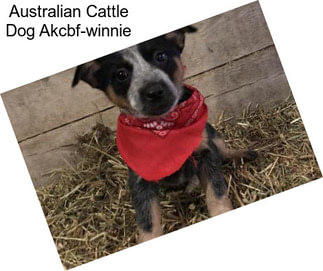 Australian Cattle Dog Akcbf-winnie