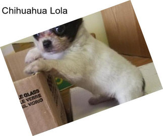 Chihuahua Lola