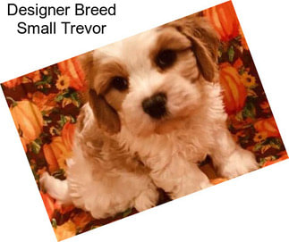 Designer Breed Small Trevor