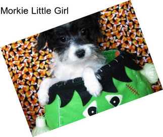 Morkie Little Girl