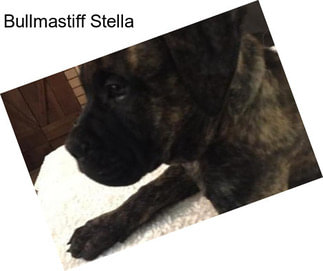 Bullmastiff Stella