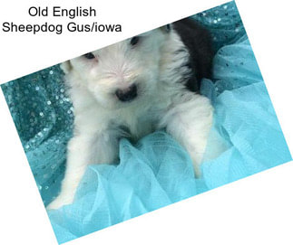 Old English Sheepdog Gus/iowa