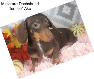 Miniature Dachshund Tootsie* Akc