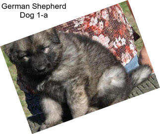 German Shepherd Dog 1-a