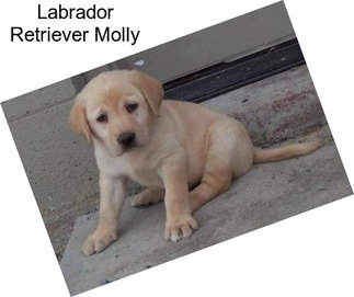 Labrador Retriever Molly