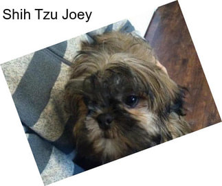Shih Tzu Joey