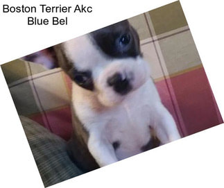 Boston Terrier Akc Blue Bel