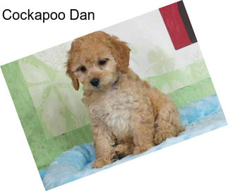 Cockapoo Dan