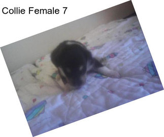 Collie Female 7