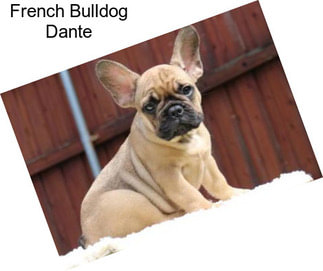 French Bulldog Dante