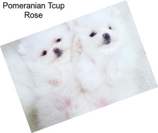 Pomeranian Tcup Rose