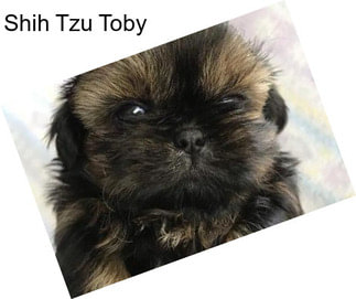 Shih Tzu Toby