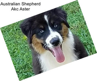 Australian Shepherd Akc Aster