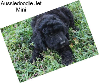 Aussiedoodle Jet Mini