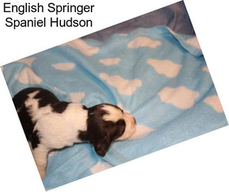 English Springer Spaniel Hudson