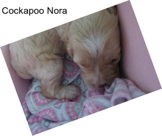 Cockapoo Nora