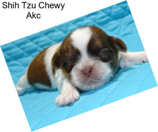 Shih Tzu Chewy Akc