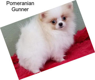 Pomeranian Gunner
