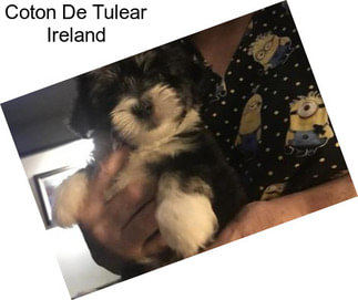 Coton De Tulear Ireland