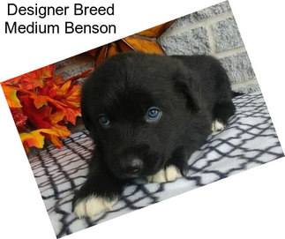 Designer Breed Medium Benson