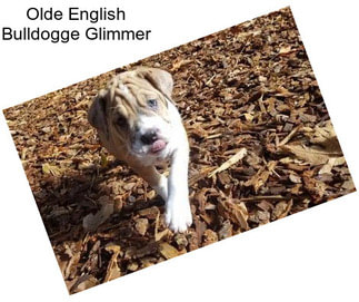 Olde English Bulldogge Glimmer
