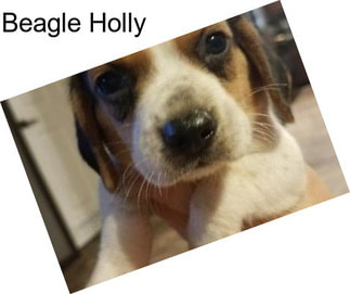 Beagle Holly