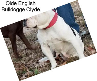 Olde English Bulldogge Clyde