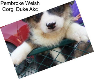 Pembroke Welsh Corgi Duke Akc