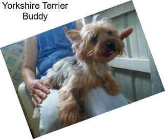 Yorkshire Terrier Buddy