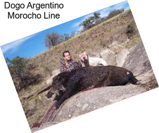 Dogo Argentino Morocho Line