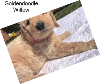 Goldendoodle Willow