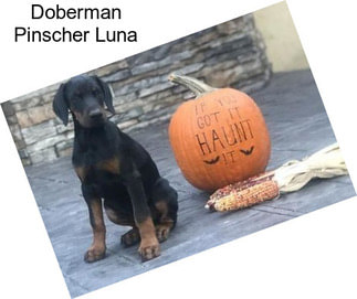 Doberman Pinscher Luna