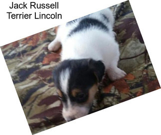 Jack Russell Terrier Lincoln