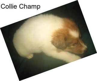 Collie Champ