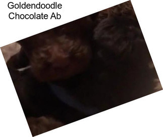 Goldendoodle Chocolate Ab