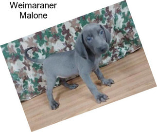 Weimaraner Malone