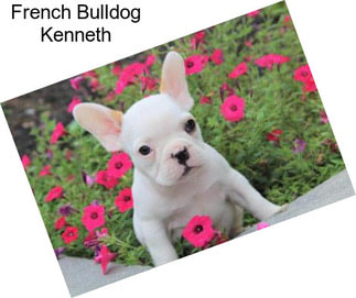 French Bulldog Kenneth