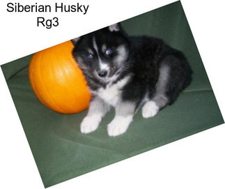 Siberian Husky Rg3