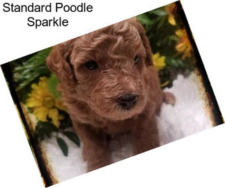 Standard Poodle Sparkle