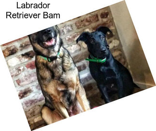 Labrador Retriever Bam