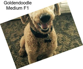 Goldendoodle Medium F1