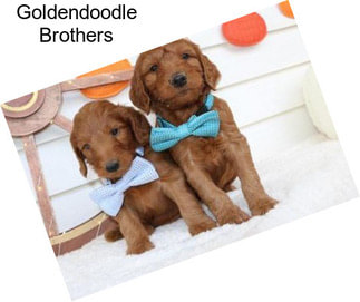 Goldendoodle Brothers