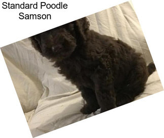 Standard Poodle Samson