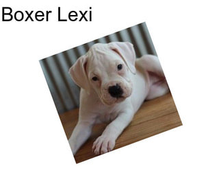 Boxer Lexi