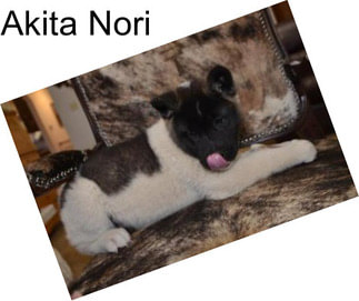 Akita Nori